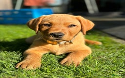Labrador Retriever honden te koop: Stamboom Labrador pup. Nest Aankondiging  - Afbeelding 1