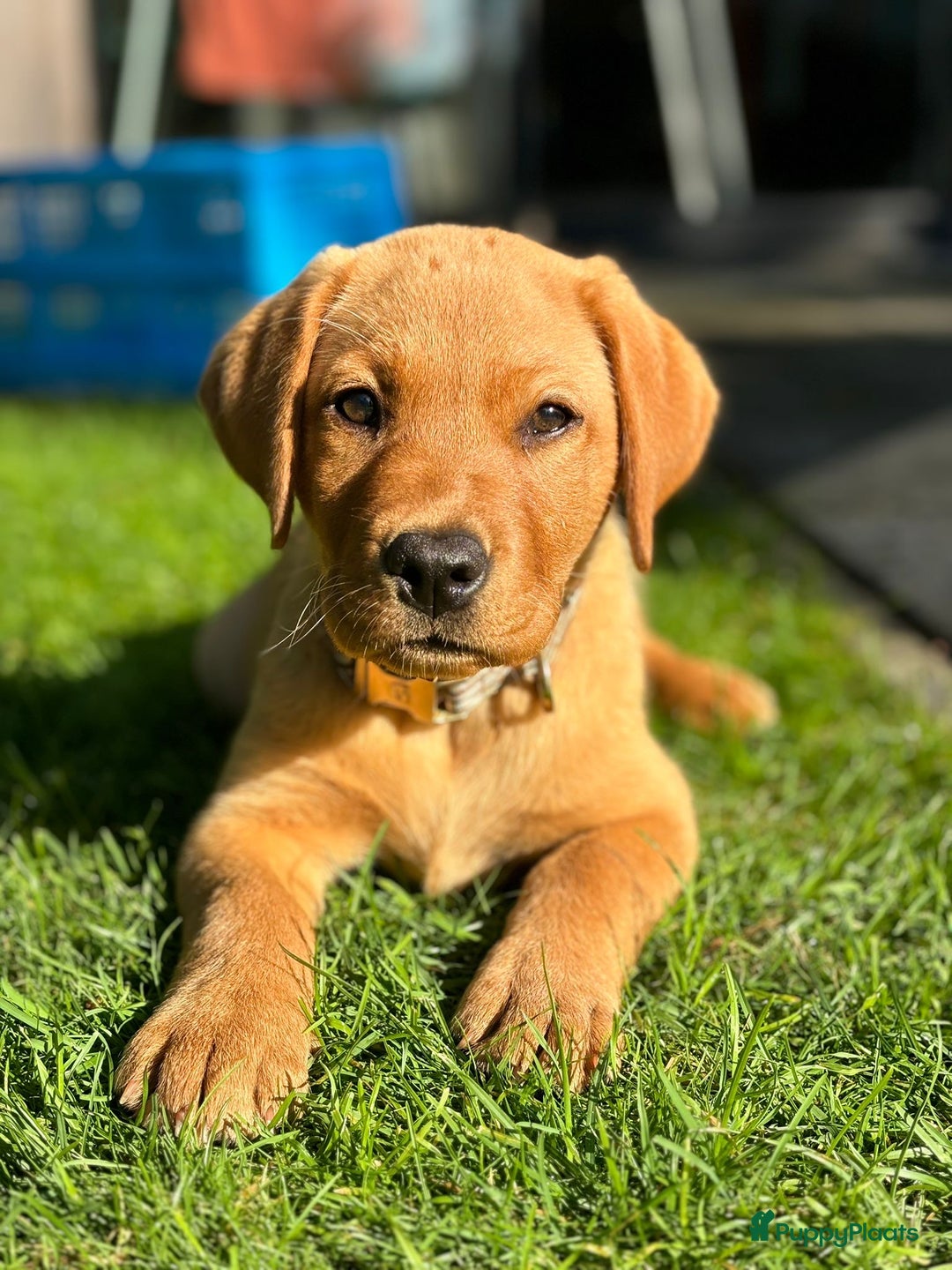Labrador Retriever honden te koop: Stamboom Labrador pup. Nest Aankondiging  - Afbeelding 1
