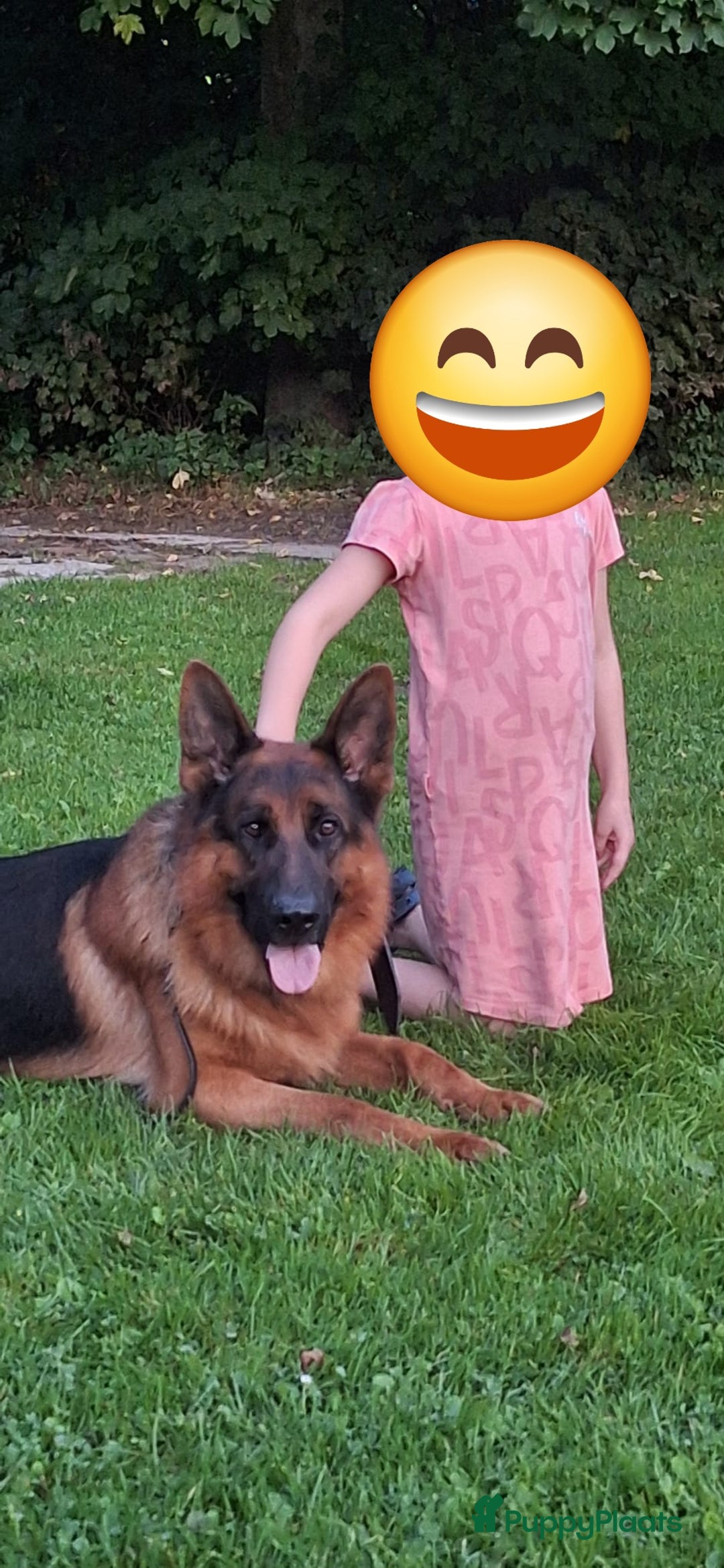 Duitse Herder honden te koop: Prachtige reu te koop - Advertentie 9