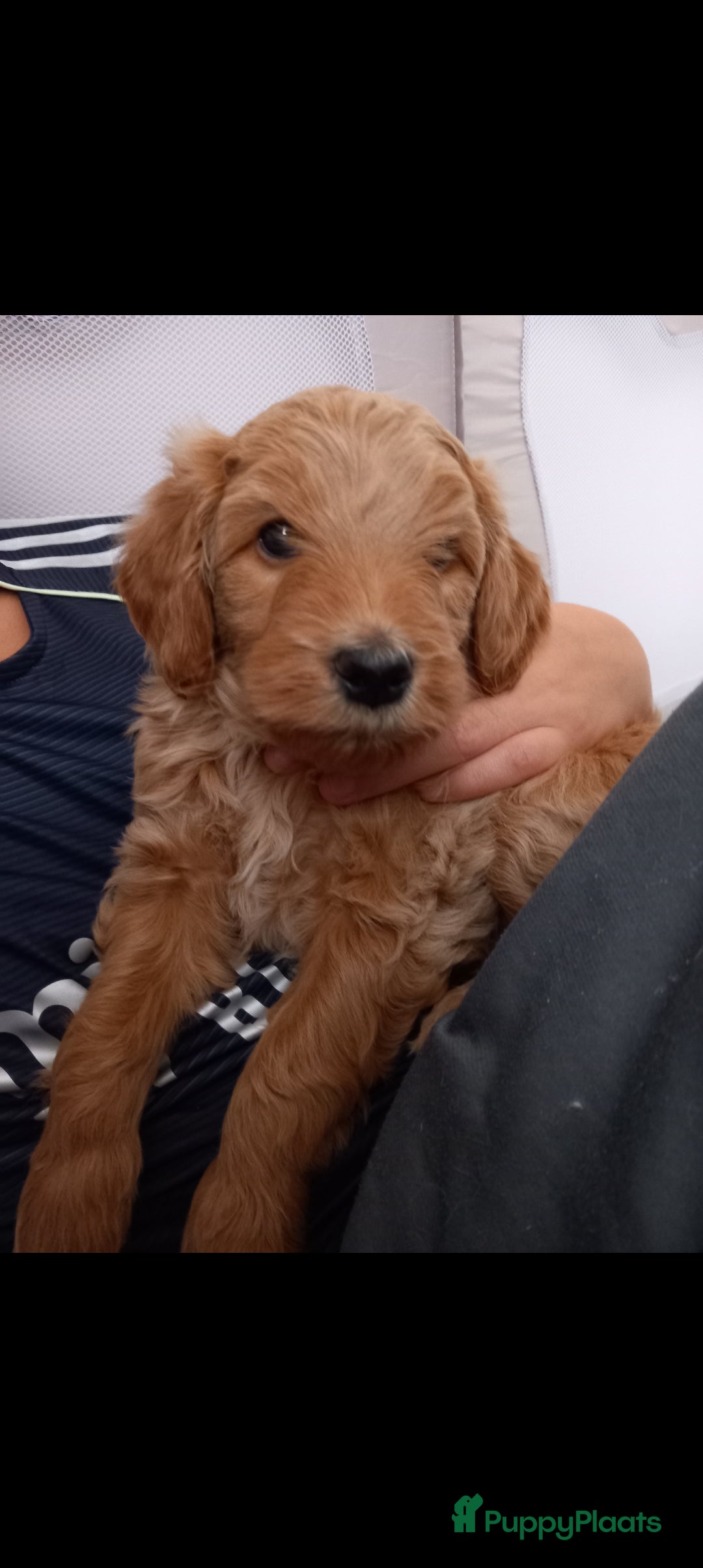 Kruising honden te koop: Prachtige Australian (halve) labradoodle puppies  - Advertentie 3