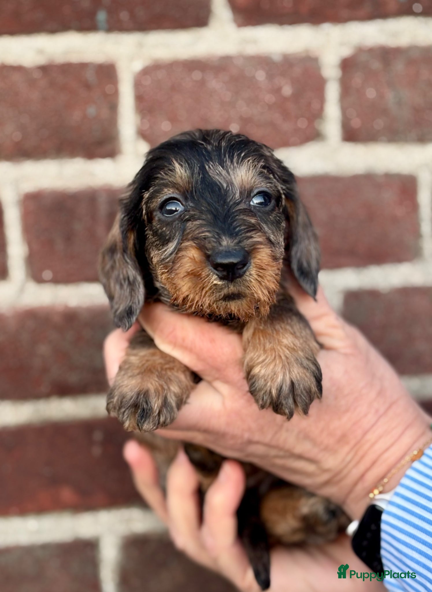 Ruwhaar Teckel honden Prachtige ruwhaar teckels dwerg/kaninchen - Advertentie 1