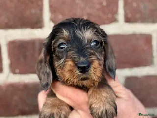 Ruwhaar Teckel honden te koop: Prachtige ruwhaar teckels dwerg/kaninchen - Advertentie 2