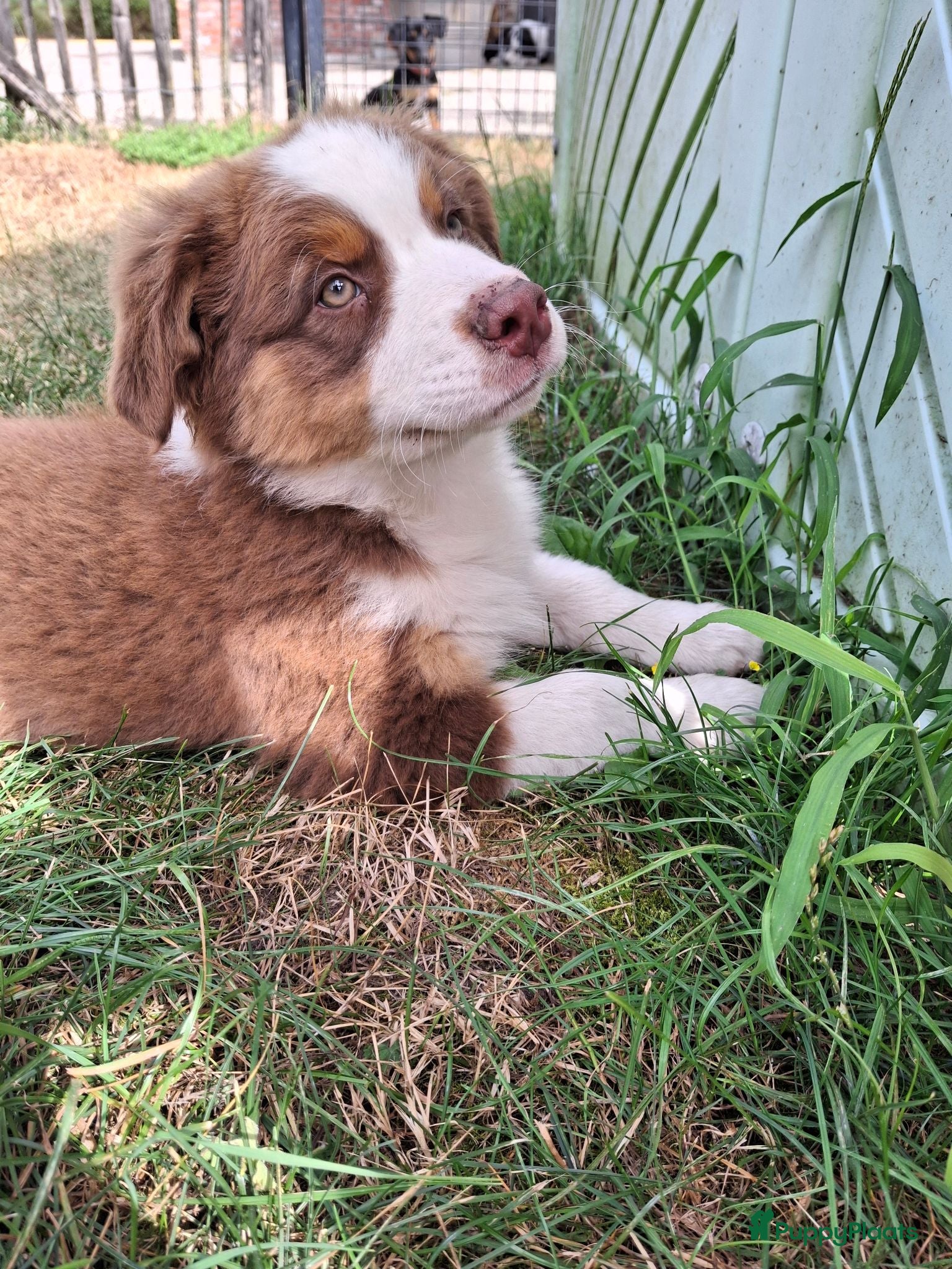 Australian Shepherd honden Raszuivere Australian Shepherd pups, getest ouders - Advertentie 16