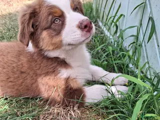 Australian Shepherd honden Raszuivere Australian Shepherd pups, getest ouders - Advertentie 16