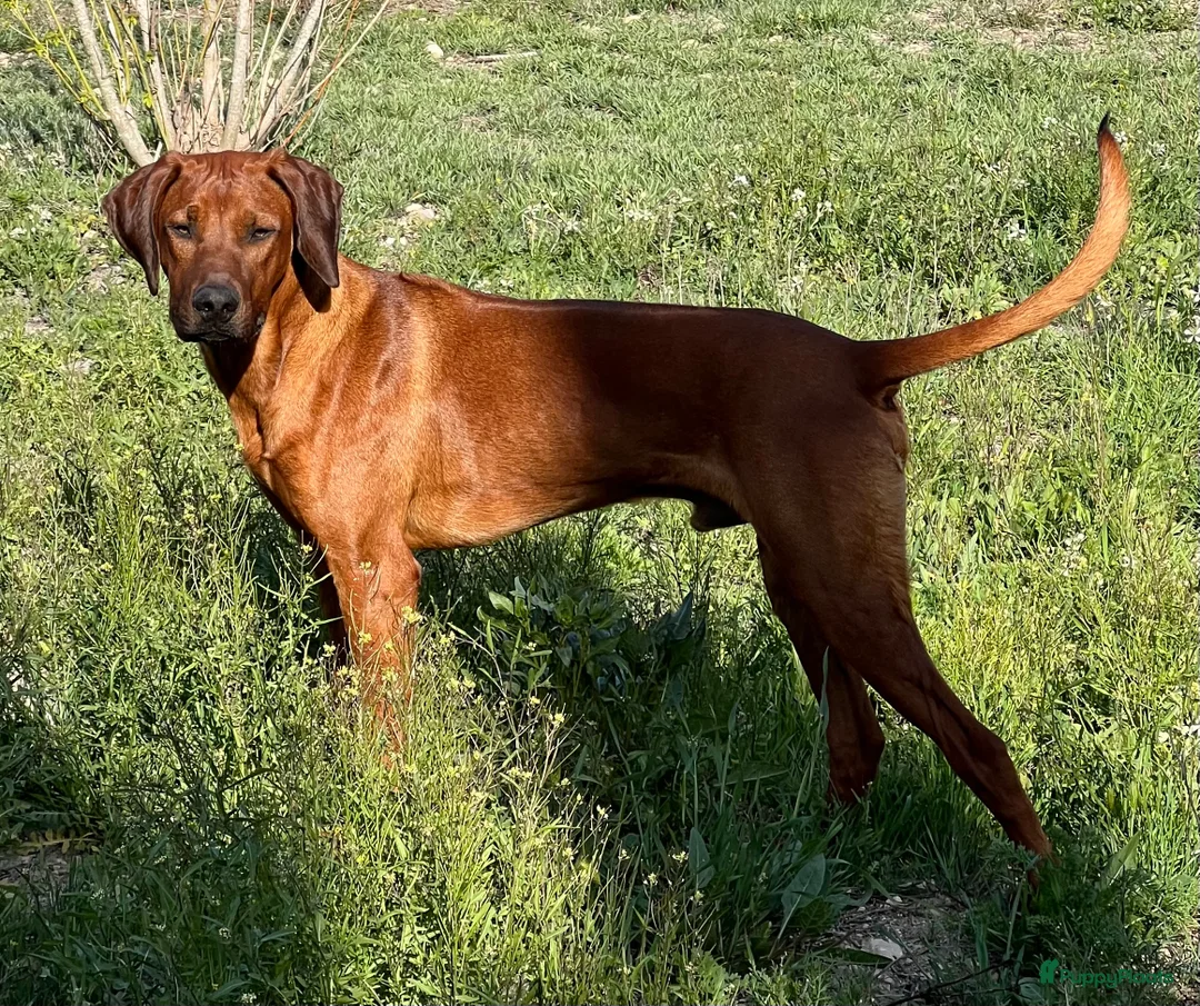 Rhodesian Ridgeback honden te koop: Rhodesian Ridgeback pups - Advertentie 5