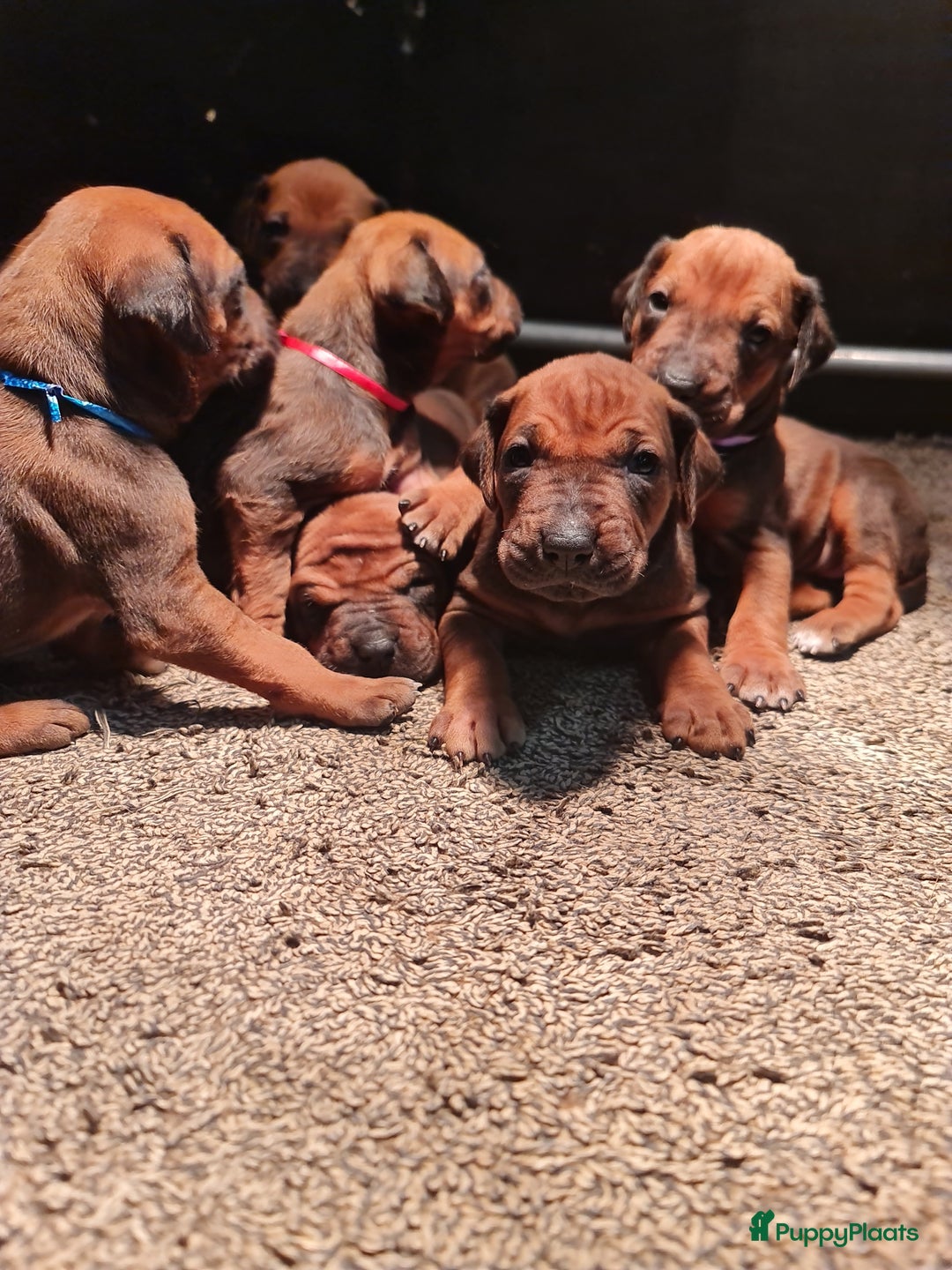 Rhodesian Ridgeback honden te koop: Rhodesian Ridgeback pups  - Advertentie 4