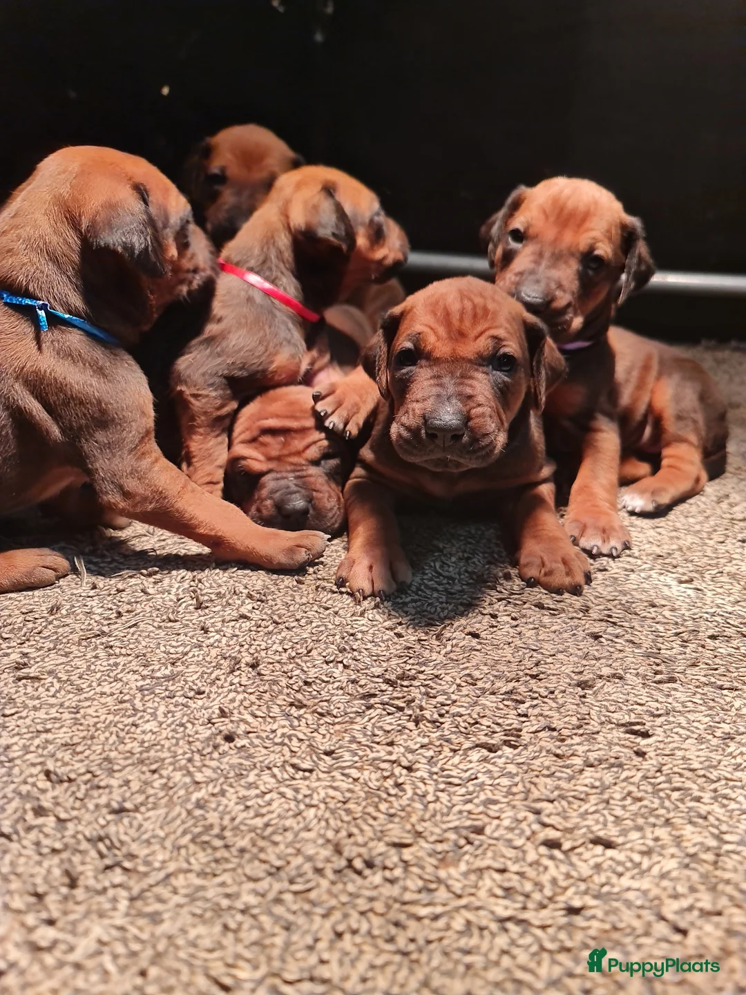 Rhodesian Ridgeback honden te koop: Rhodesian Ridgeback pups  - Advertentie 4