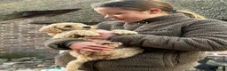 Kruising honden te koop: Medium labradoodles - Advertentie 2