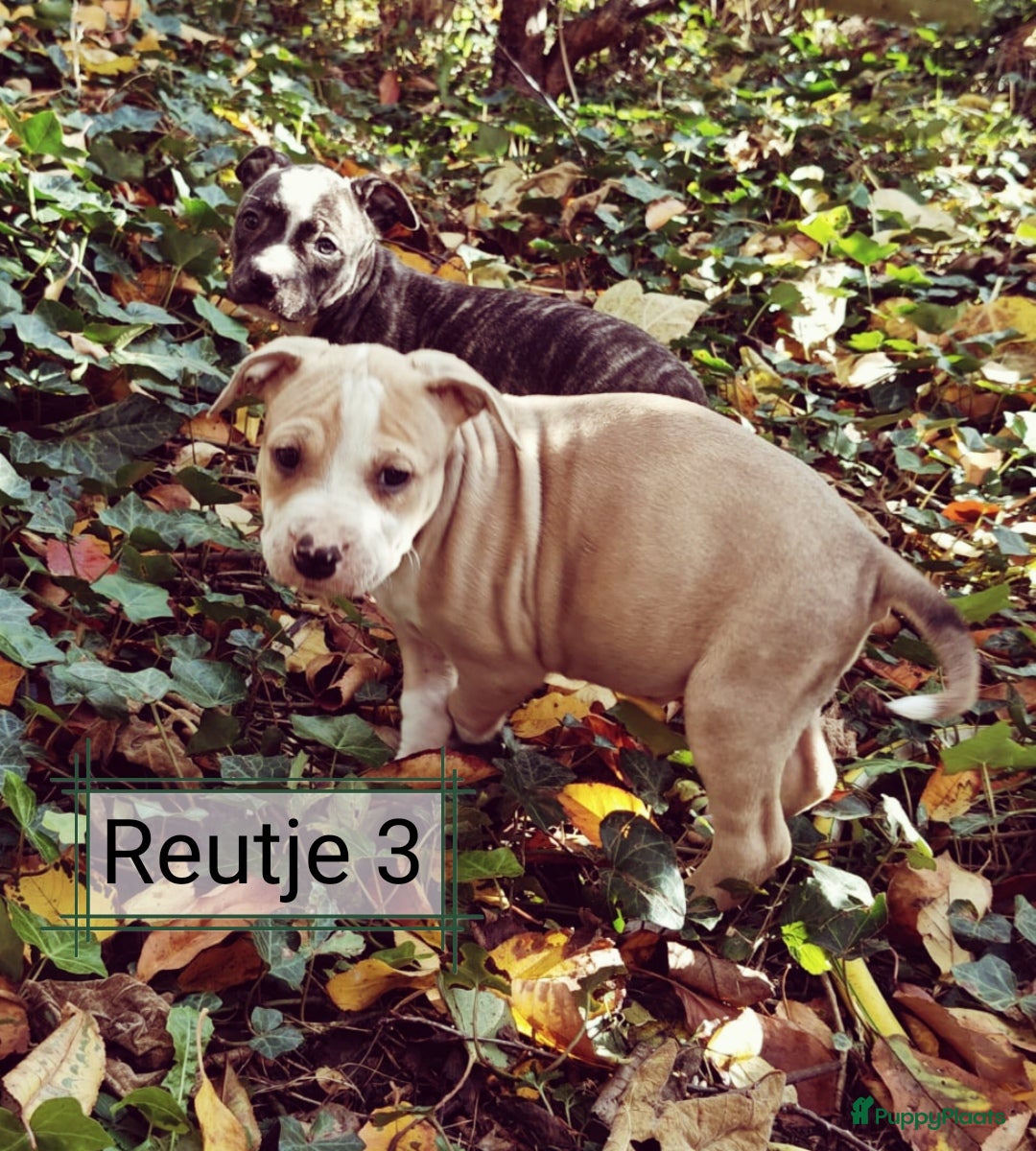 American Staffordshire Terriër honden te koop: Amerikaanse stafford pups  - Advertentie 11