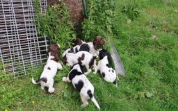 Engelse Springer Spaniel honden te koop: Lieve Engelse springer spaniel puppy's in Gameren - Afbeelding 10