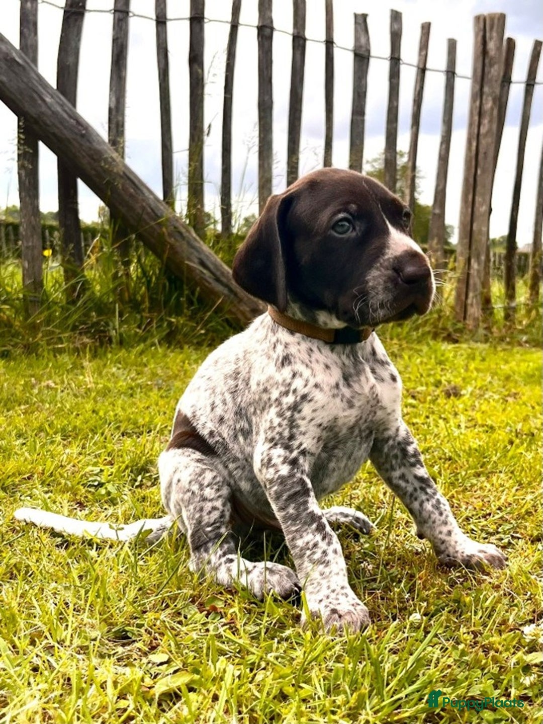 Duitse Staande Hond Korthaar honden te koop: 6 prachtige pups korthaar Duitse Staande  in Oene - Afbeelding 3