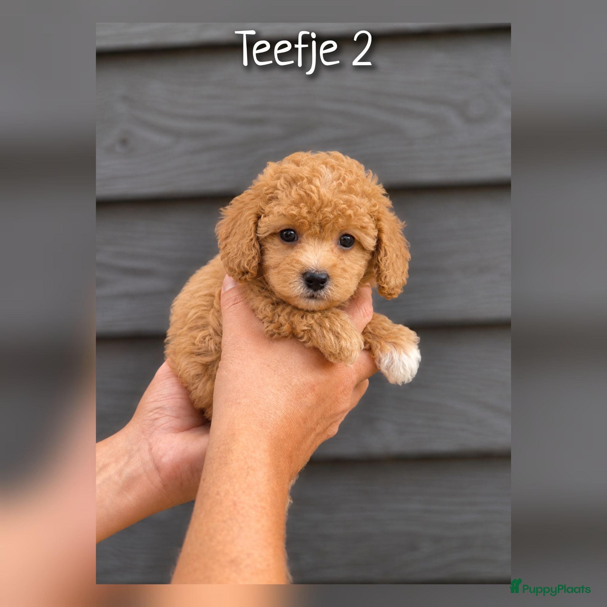 Cavapoo honden Prachtige Cavapoo pups beschikbaar  - Advertentie 2