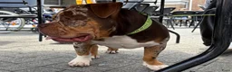 Amerikaanse Bully honden te koop: American Bully pocket pups verwacht  - Advertentie 14