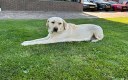Labrador Retriever honden te koop: Te koop prachtige labrador x mechelse Herder pups - Afbeelding 11