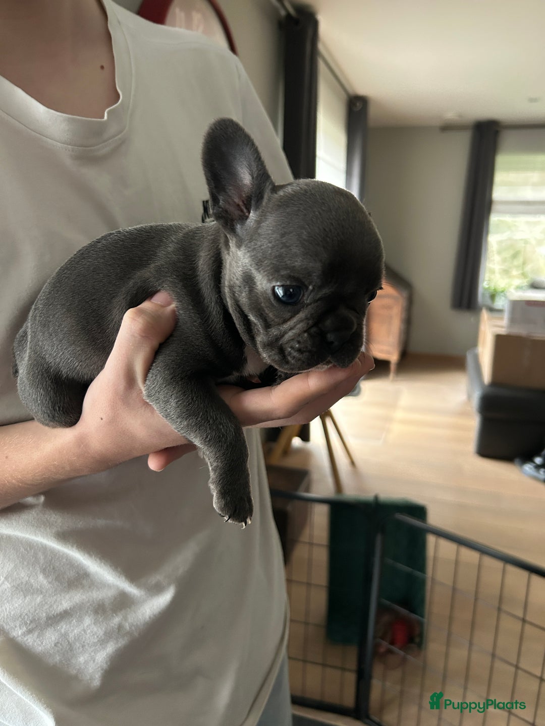 Franse Bulldog honden te koop: Franse bulldog puppy’s  - Advertentie 10