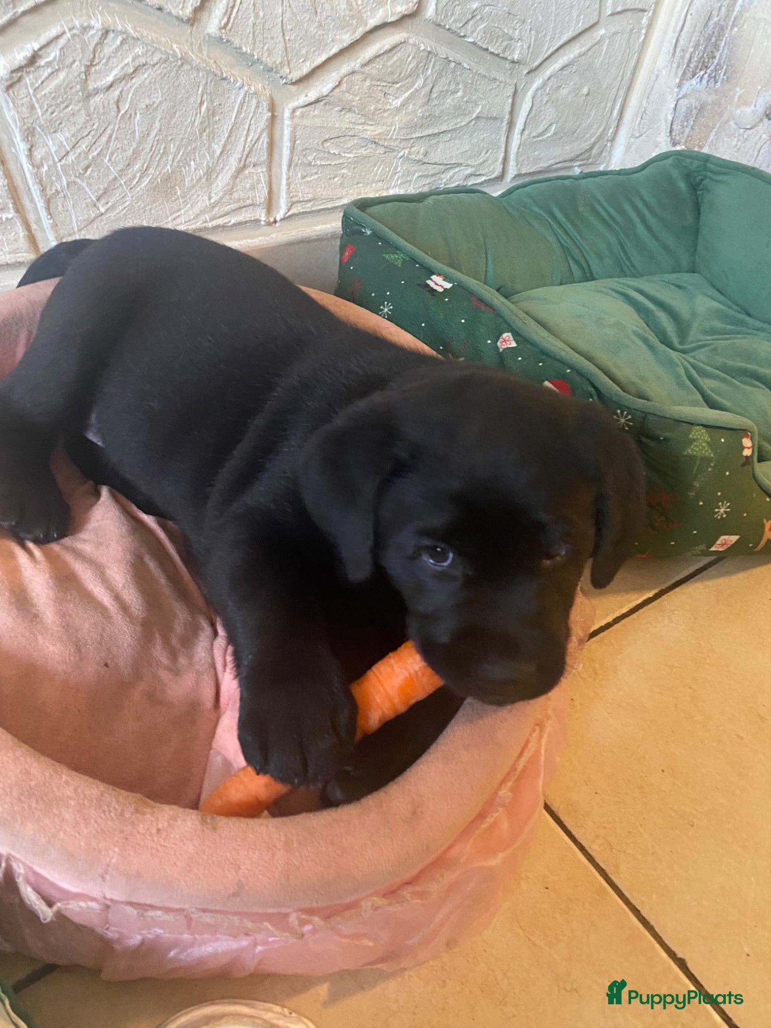 Labrador Retriever honden te koop: Labrador pup met stamboom - Advertentie 4