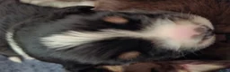 Australian Shepherd honden te koop: Mooie australian shepherd pups - Advertentie 10