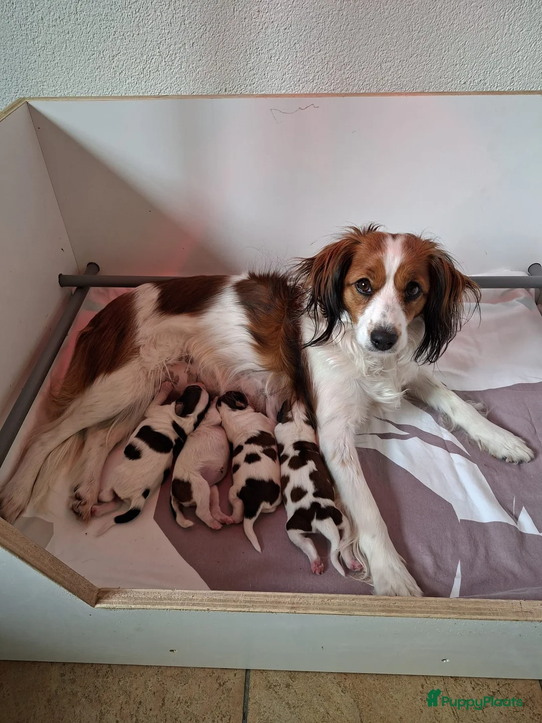 Kooikerhondje honden te koop: Tekoop raszuivere kooiker pups in Oosterwolde - Advertentie 11