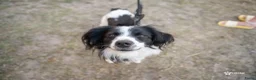 Kruising honden te koop: Louie zoekt een nieuw thuis - Advertentie 3