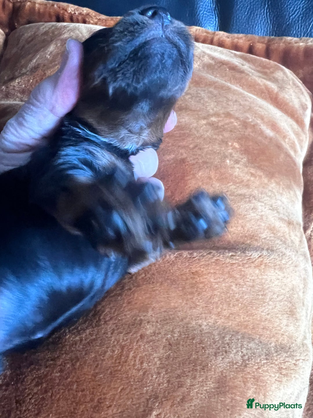 Cockapoo honden te koop: Cockapoo pups geboren  - Advertentie 10