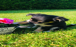 Chihuahua honden te koop: Mooie chihuahua pups in Budel - Afbeelding 6