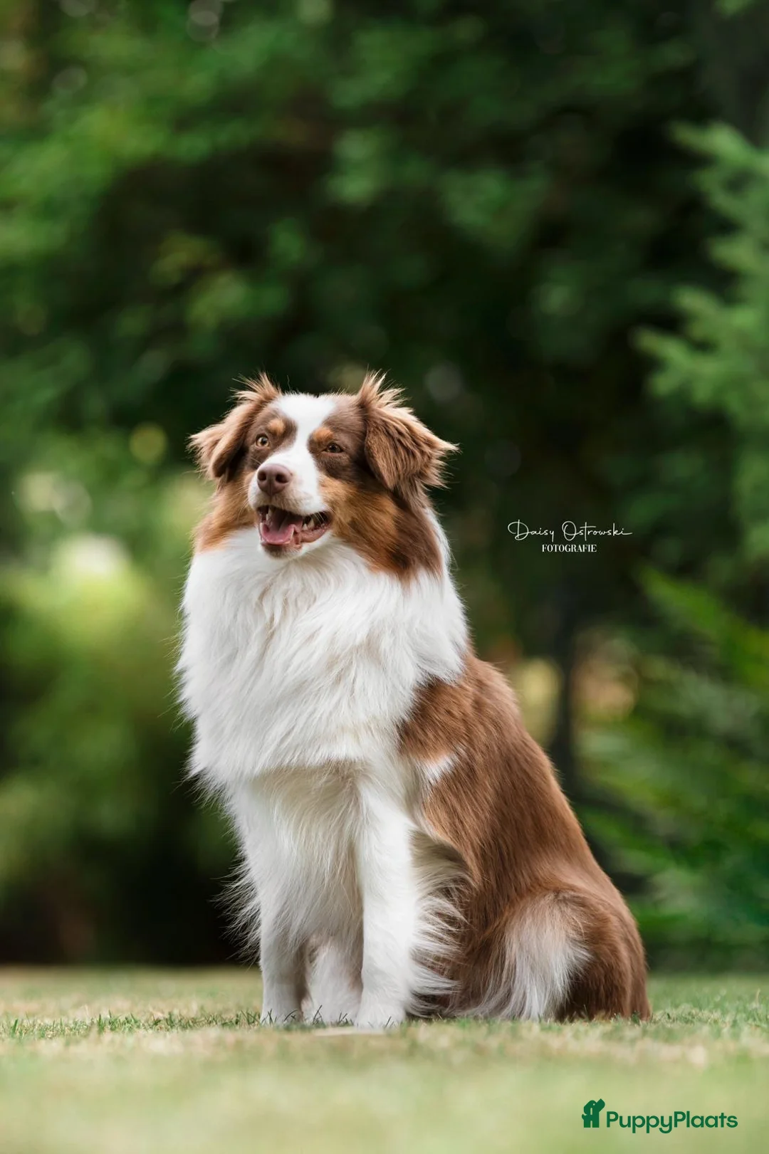 Australian Shepherd honden te koop: Mini Australian shepherd  - Advertentie 1