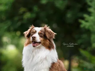 Australian Shepherd honden Mini Australian shepherd - Advertentie 1