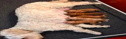 Australian Labradoodle honden te koop: Nog 3 autralian labradoodle pups beschikbaar - Advertentie 4