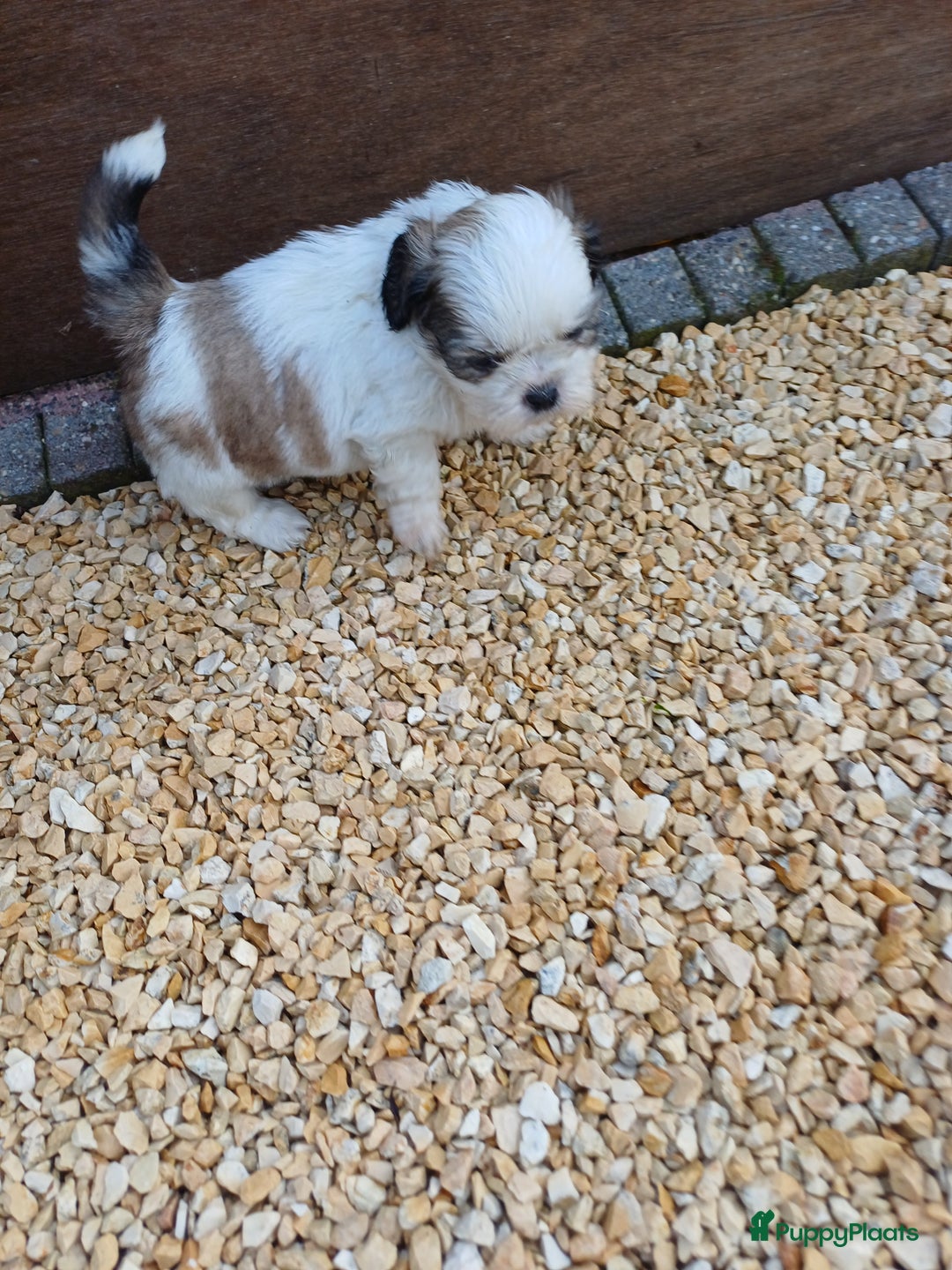 Shih Tzu honden te koop: leuke lieve ras zuiver shih tzu pups - Advertentie 17
