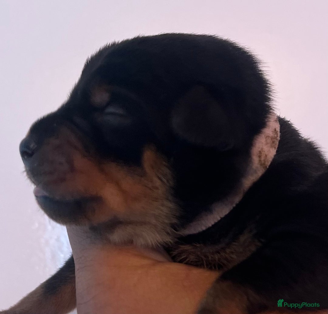 Kruising honden te koop: Carlin Pinscher Pups - Advertentie 7