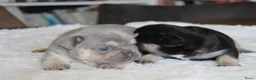 Franse Bulldog honden te koop: Franse Bulldog pups goed opgevoed- België  - Advertentie 4