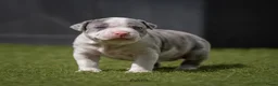 Amerikaanse Bully honden ter dekking: American Bully XL dekreu  - Advertentie 19