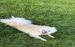 Pomeriaan honden te koop: Pomeriaan pup zoekt goud mandje in Venlo - Afbeelding 4