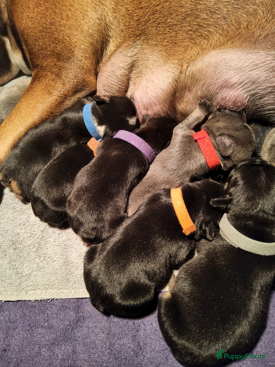 Franse Bulldog honden te koop: Fr bulldog puppy's uit geteste ouders - Advertentie 20