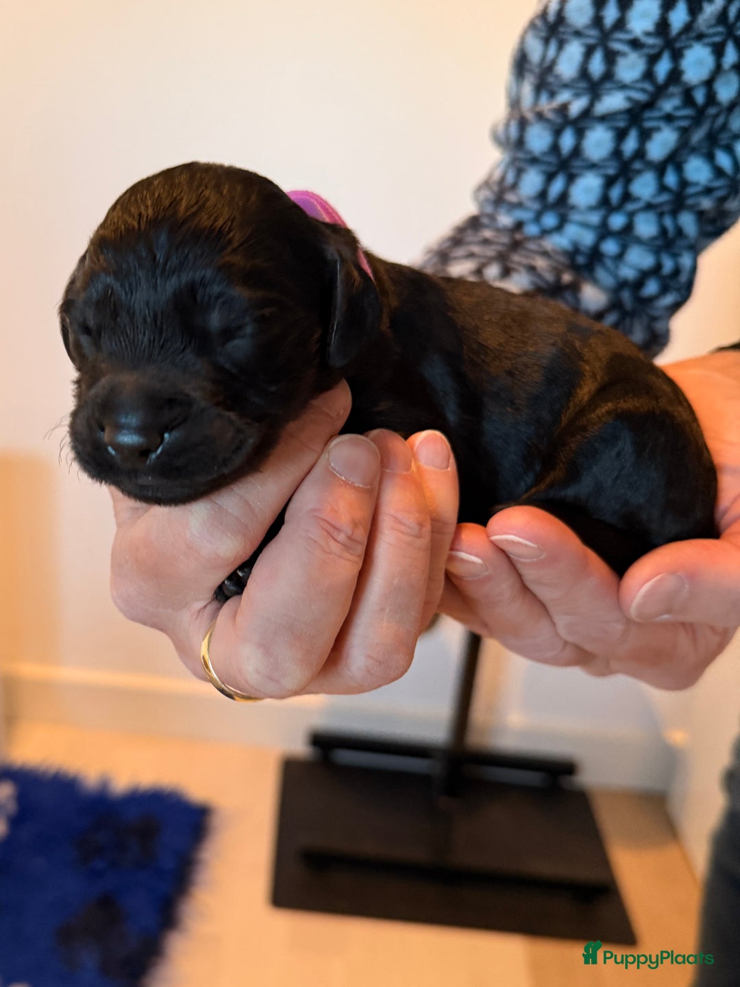 Kruising honden te koop: Goldendoodle/labradoodle  - Advertentie 30