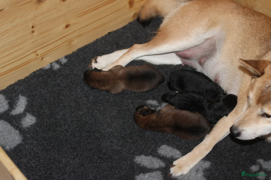 Galerij afbeelding {{count}}