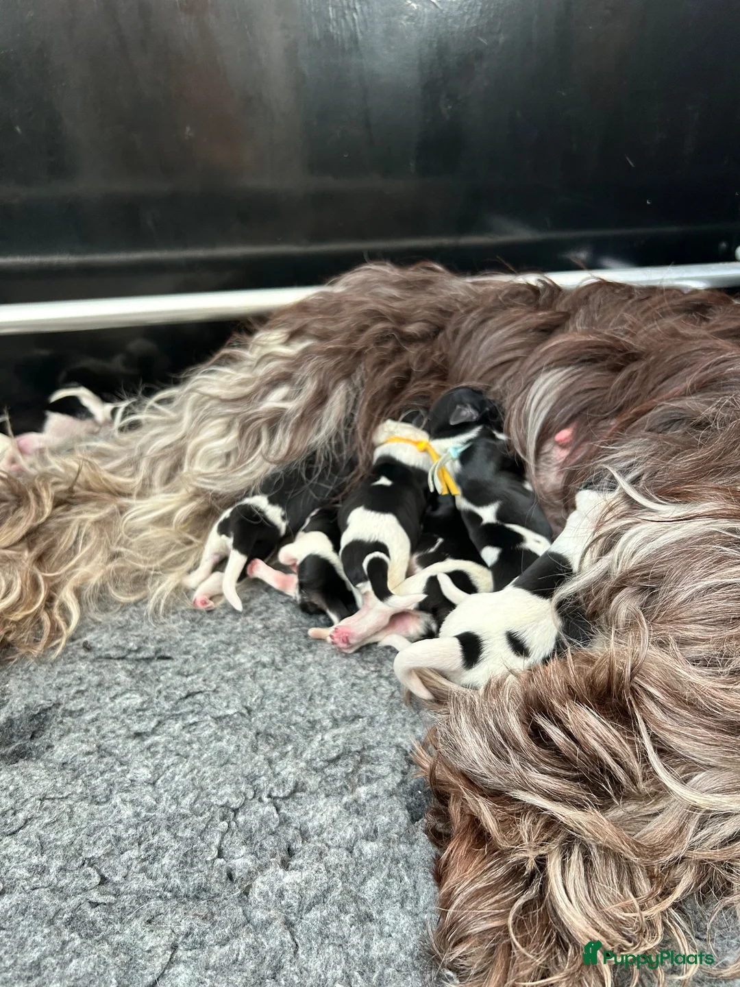 Nederlandse Schapendoes honden te koop: Prachtige schapendoesjes - Advertentie 2