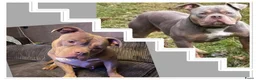 Amerikaanse Bully honden te koop: Prachtige pocket bully pups  - Advertentie 1