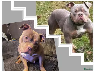 Amerikaanse Bully honden Prachtige pocket bully pups - Advertentie 1