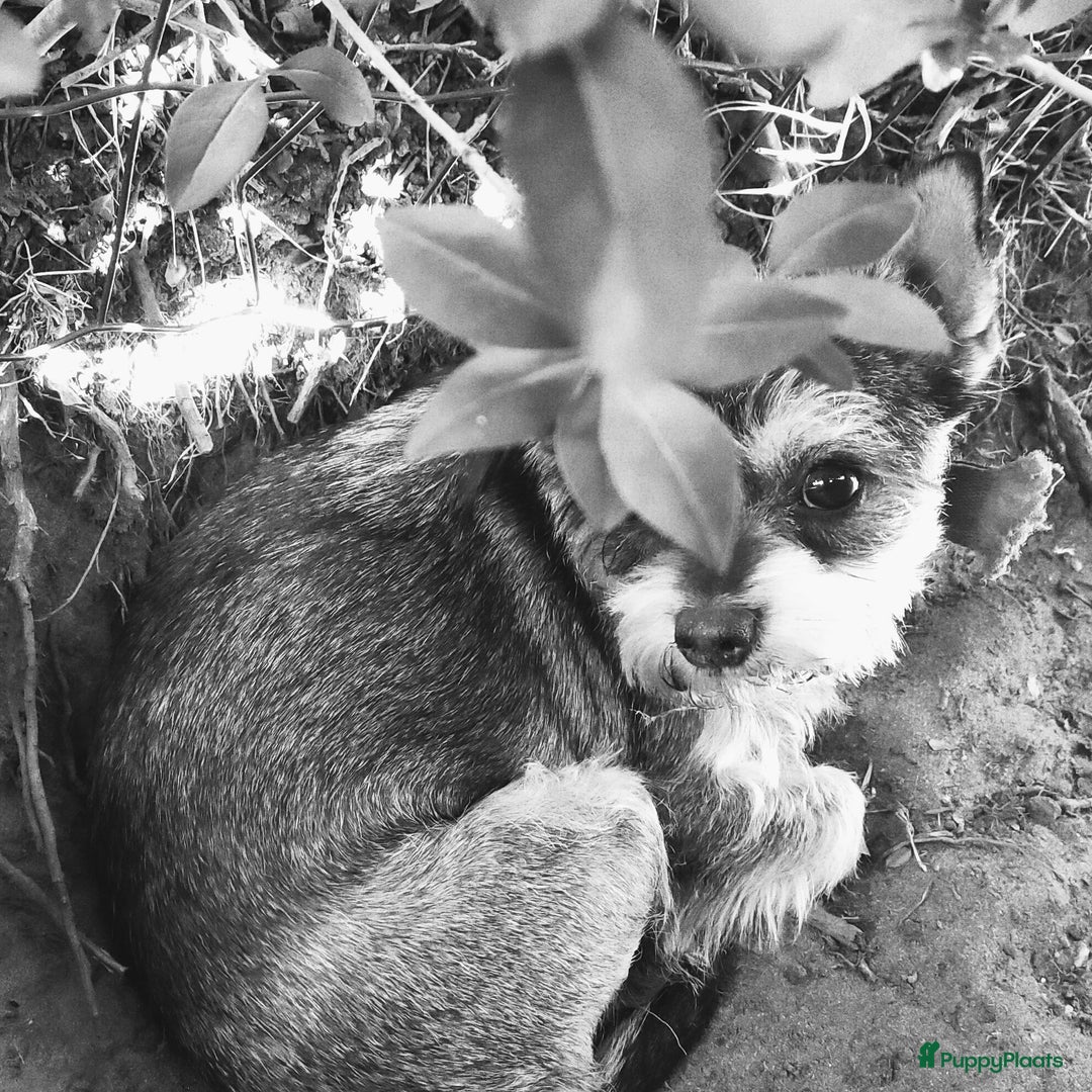 Kruising honden te koop: zeer mooie kruising pomchi nog 1 beschikbaar  - Advertentie 5