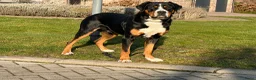Grote Zwitserse Sennenhond honden te koop: Prachtige grote zwitserse sennenhond stamboek - Advertentie 22