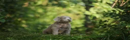 Weimarse Staande Hond langhaar honden te koop: Weimaraner Langhaar Pups met Stamboom - Advertentie 5