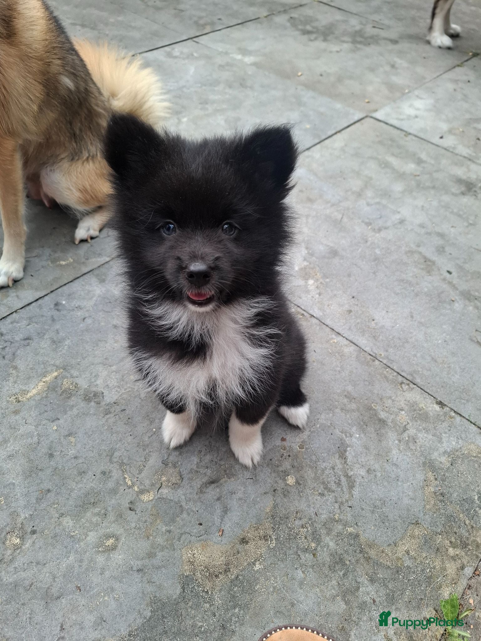 Pomsky honden Pomsky reu mag het nest verlaten! - Advertentie 1