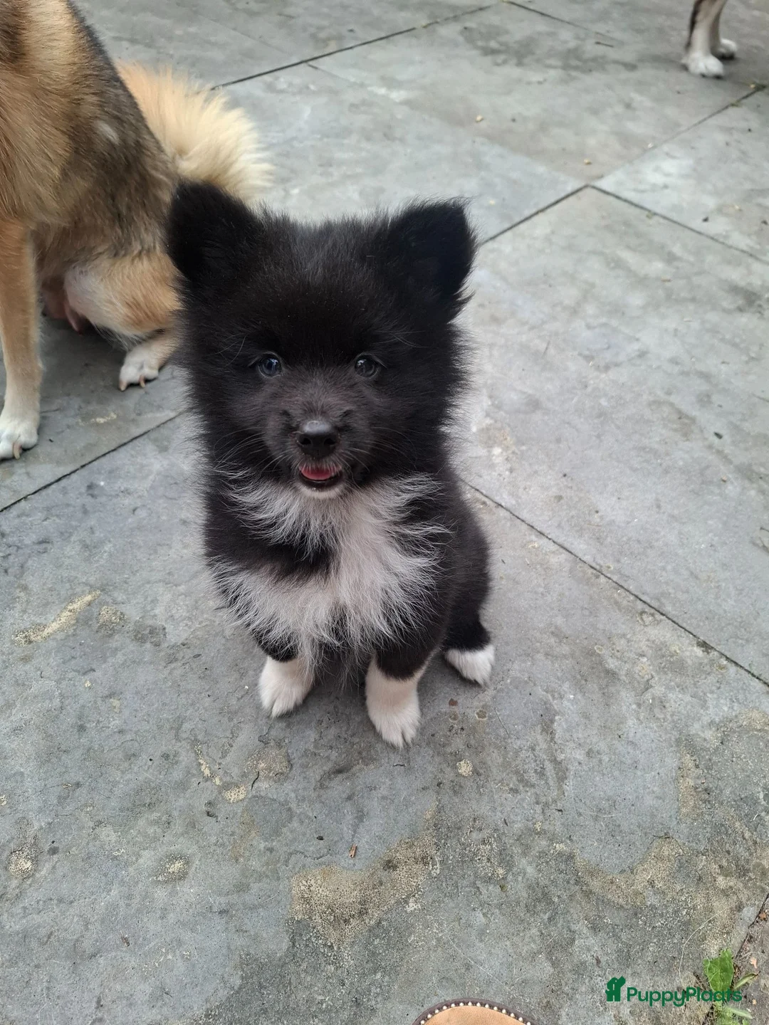 Pomsky honden te koop: Pomsky reu mag het nest verlaten! - Advertentie 1