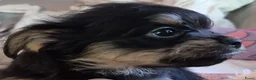 Kruising honden te koop: Prachtige Griffonshires - Advertentie 20
