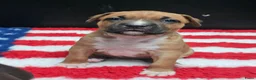 American Staffordshire Terriër honden te koop: Prachtige nestje amstaff pups - Advertentie 23