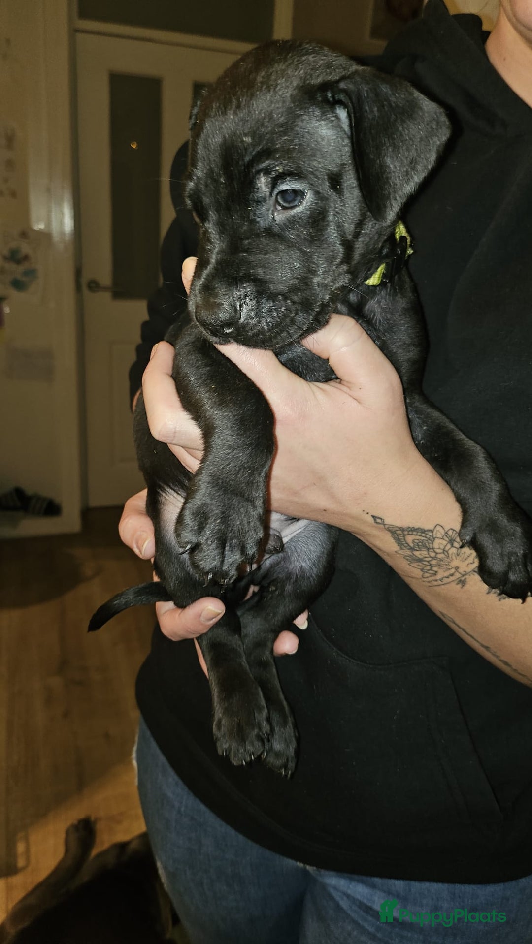 Kruising honden te koop: Prachtige pups te koop – Dobermann x Bully XL 🐾 - Advertentie 7