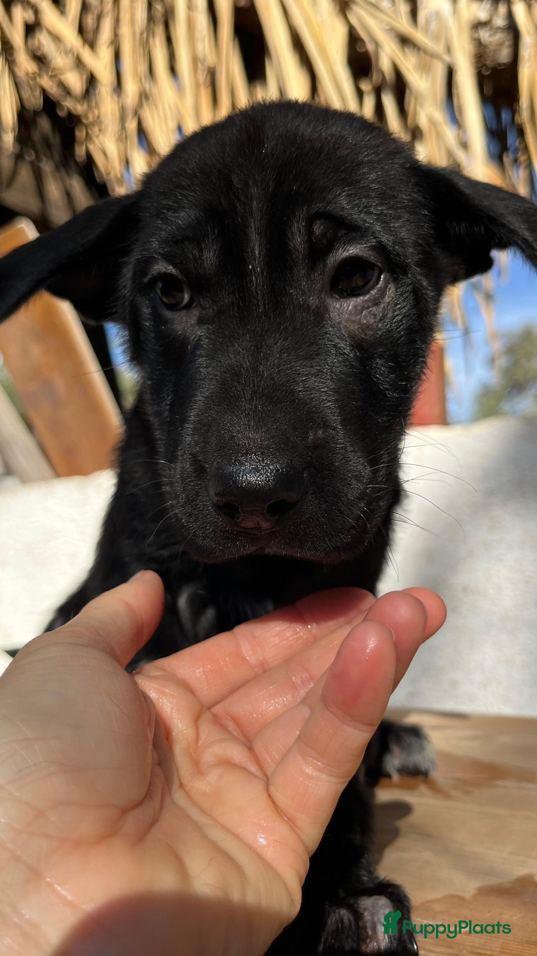 Kruising honden ter adoptie: gisela   deze lieverd wil zo graag een baasje  - Advertentie 1