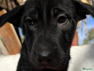 Kruising honden gisela deze lieverd wil zo graag een baasje - Advertentie 6