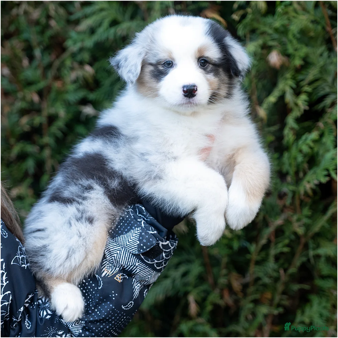 Australian Shepherd honden te koop: Australian shepherd pups - Advertentie 1